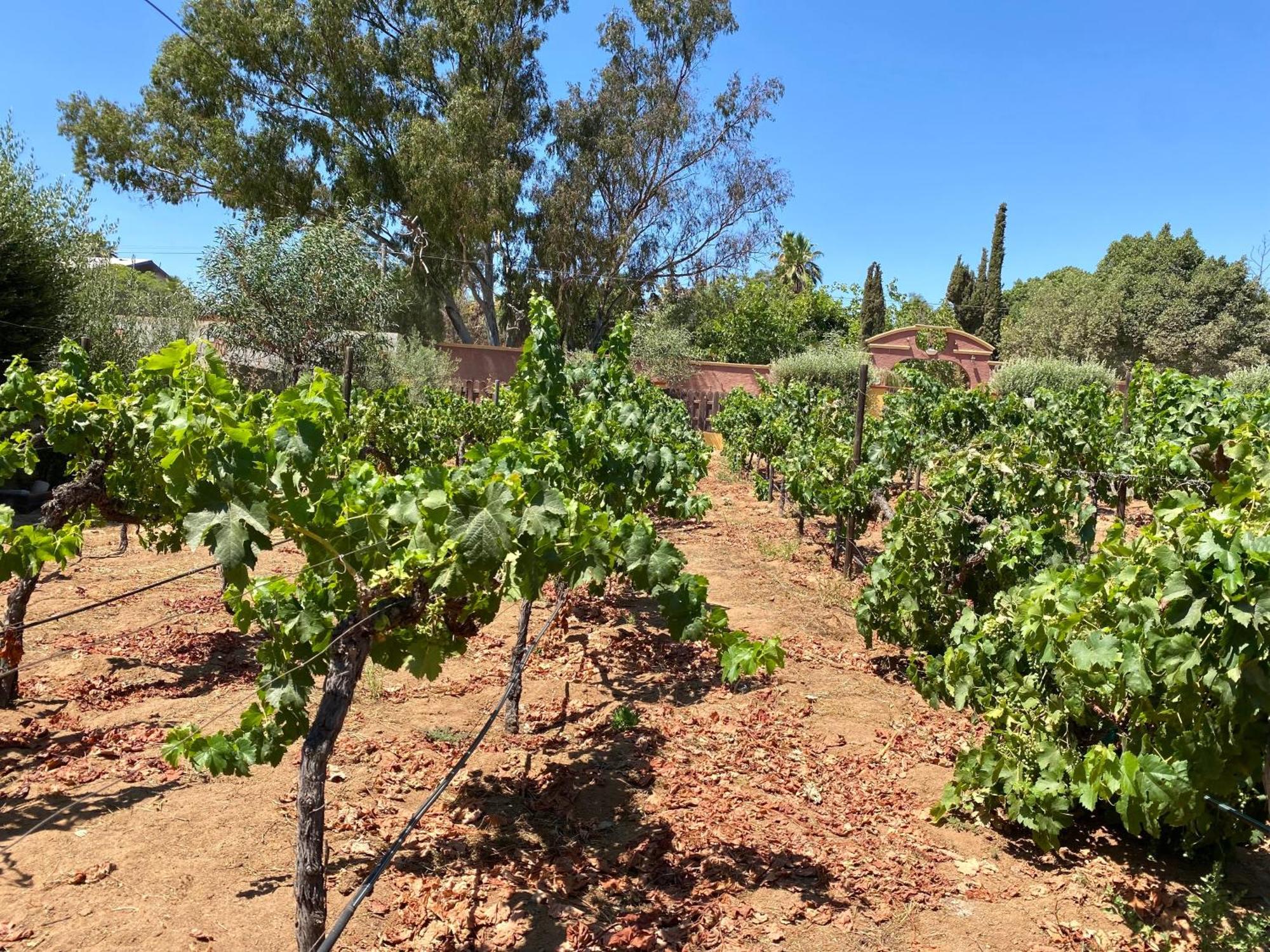 Tierra Mía Hermosa Hacienda en Valle de Guadalupe Exterior foto